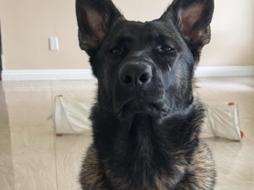 pure breed east working line German shepherd 