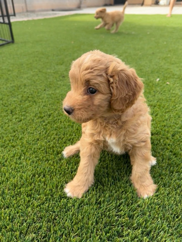 Miniature Australian Shepherd – Mini Aussiedoodle Puppies
