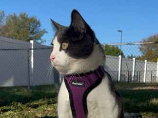 American Shorthair – Friendly, Gentle Outdoor Companion Needs Space to Roam! – San Antonio