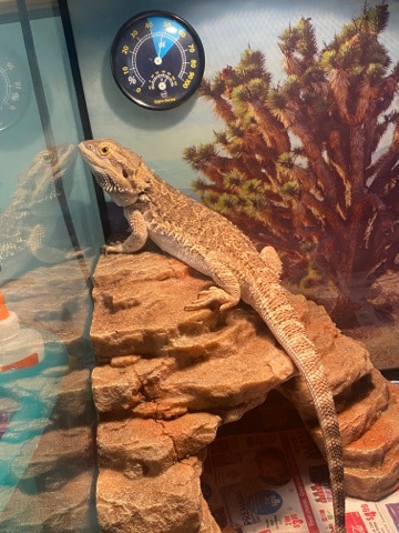 Any – Bearded Dragon