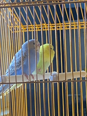 Budgerigar – Parakeets for sale