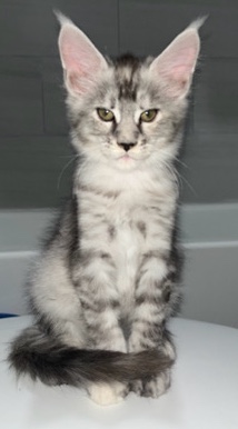 Maine Coon – Maine Coon kittens