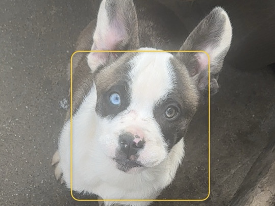 French Bulldog – 2/3 French Bulldog 1/3 Alaskan Klee Kai – Orland