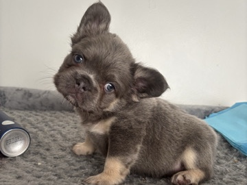French Bulldog – french bulldog puppies for sale – New York