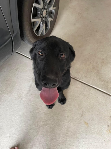 German Shepherd – German Shepard black lab mix