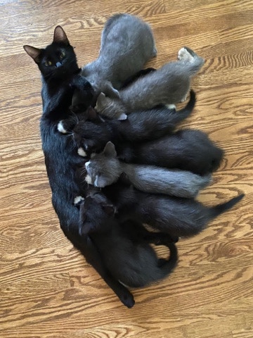 American Shorthair – kittens