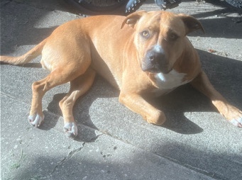 American Staffordshire Terrier – American staffy
