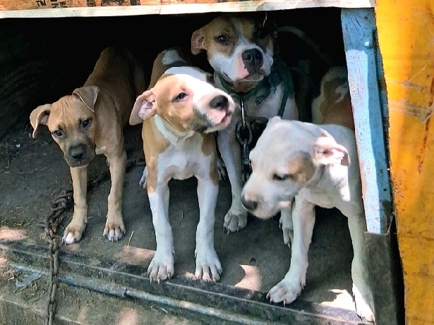 American Pit Bull Terrier – American Pit Bull Terrier Pups Available – Lake Charles