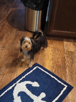Yorkshire Terrier – Selling Yorkshire Terrior