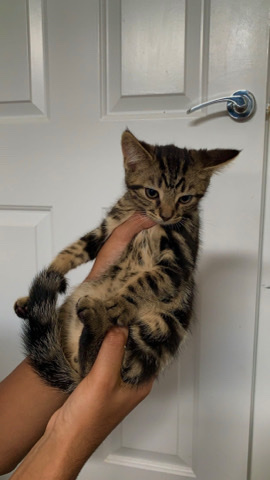 Bengal – Three gorgeous kittnes