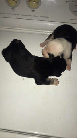 American bulldog/pitbull puppies
