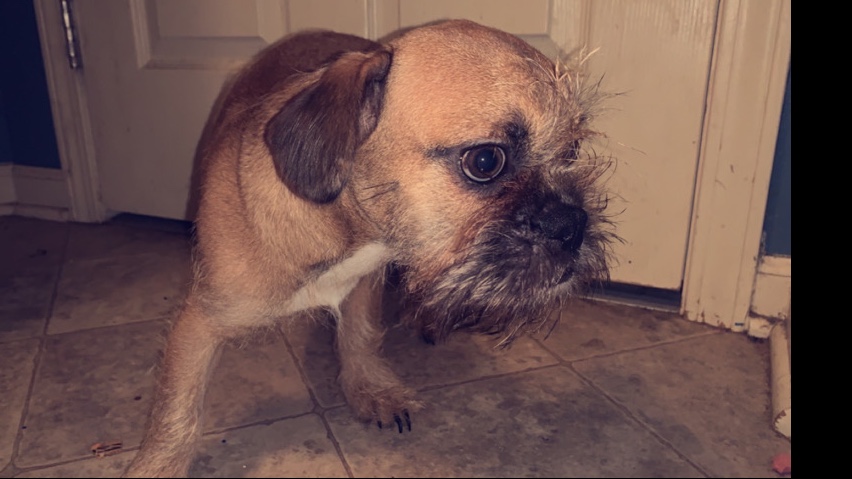 sergi needs an amazing home!!