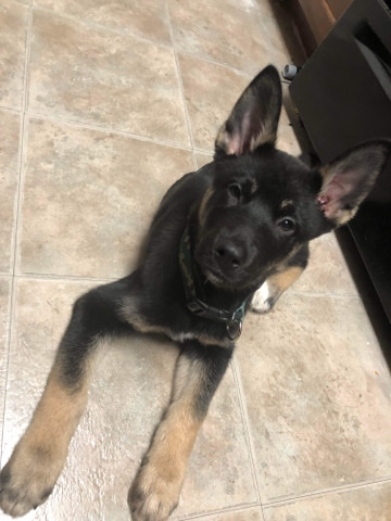 German Shepherd – German Shepherd/ Husky Mixed