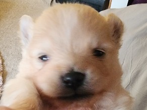 Pomeranian - pom poms for sale  available for adoption in Surrey