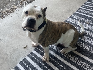American Pit Bull Terrier – TAZ—Cuddle Bug Pitbull – San Antonio