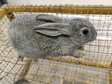 Rare rabbit grey colour 