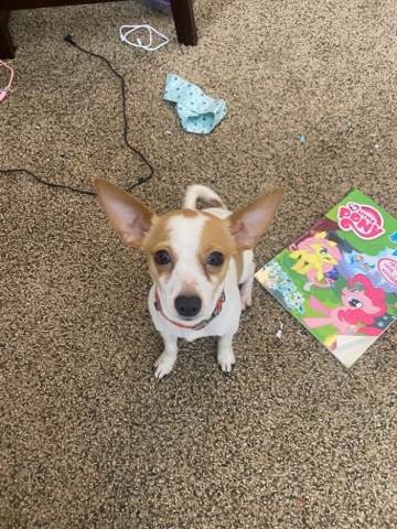 Rat Terrier – Rat Terrier/chihuahua Mix