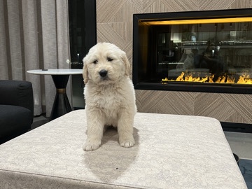 Golden Retriever – golden retriever puppy – Fort Lee