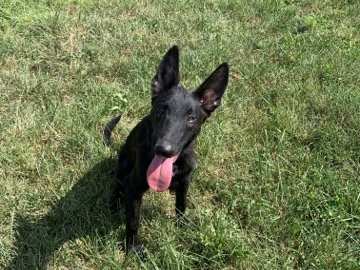 Belgian Shepherd Dog (Malinois) – ASHMAN – Philadelphia