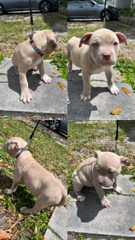 American Pit Bull Terrier – pit bully puppies
