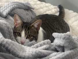 male cat needs going ASAP – Huddersfield