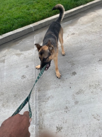 German Shepherd – dog