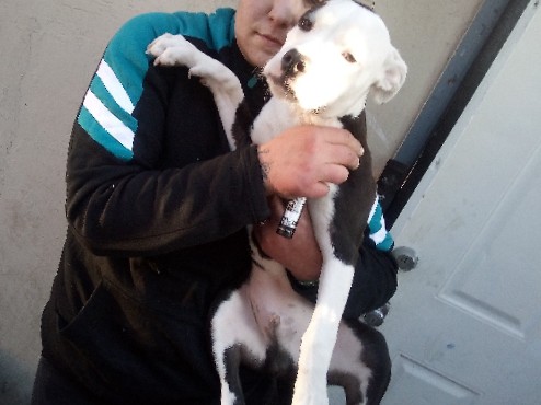 American Pit Bull Terrier – 4 month old pitbull puppy