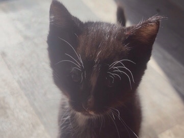 4 Tuxedo, kittens looking for you do you wanna come home with you? – Auburn