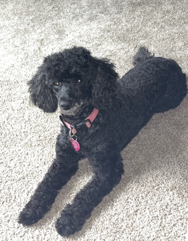 Poodle – 5yr old poodle