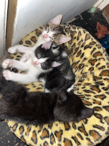 3 kittens