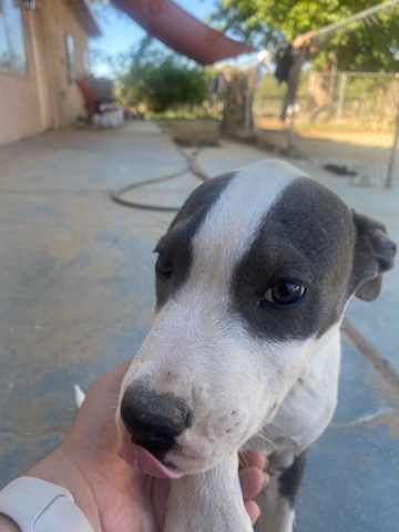 American Pit Bull Terrier – Needs a home