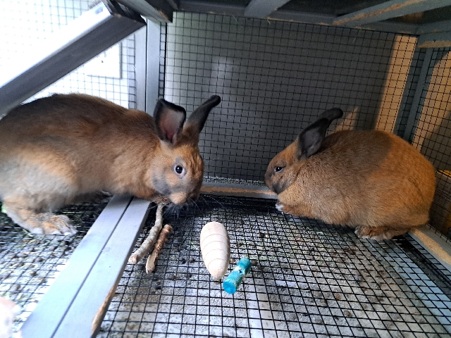 Rehome 2 female buns and hutch