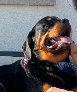 Rottweiler – Ludo Rottweiler/ Bernese mtn