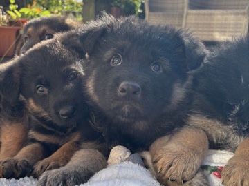 German Shepherd – beautiful German shepherd pups. – Wigan