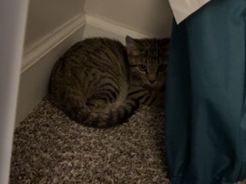 American Shorthair – Summer – Athens