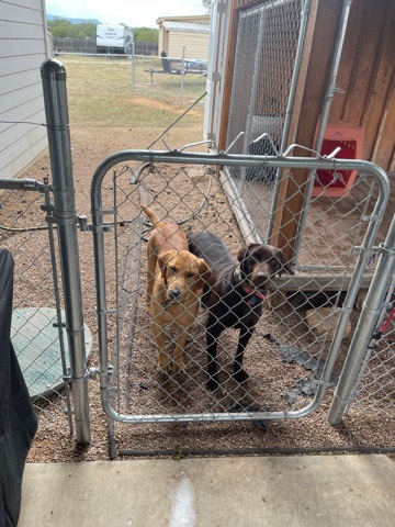 Labrador Retriever – AKC Labs