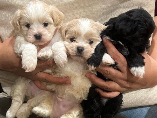 Shih Tzu – selling 2 puppy’s 🐶 – Lincolnia
