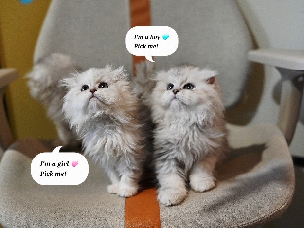 Scottish Fold – British Long x Scottish Fold – Montréal