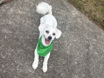 Mixed Breed – maltichon! – Jonesboro