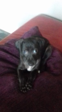 Greyhound – lurcher pups 300 ready now