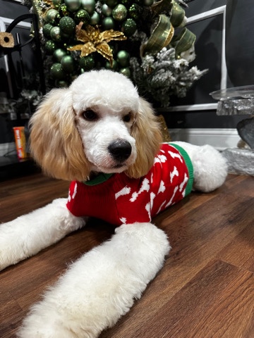 Poodle – Medium Golden Doodle