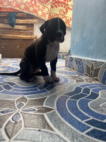 American Pit Bull Terrier – American bully