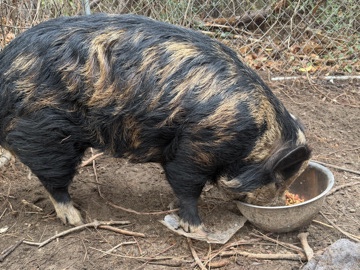 Pig – kunekune pig for sale – Metter