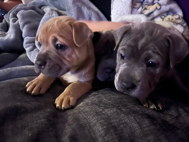 Shar Pei – Shar pie x frenchie puppies