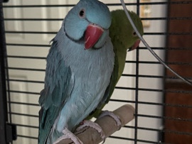 Indian Ringneck – 2 Indian Ringnecks – Madera