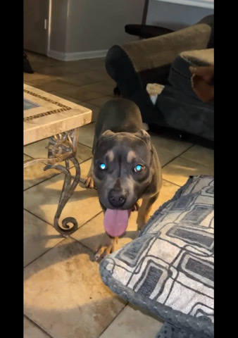 American Pit Bull Terrier – Tri XL Bully