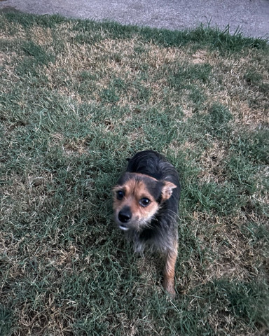 Yorkshire Terrier – 3 year old Yorkie mix for rehome