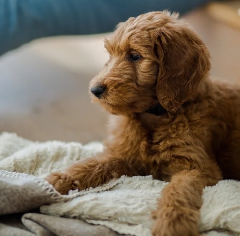 golderndoodle for sale 