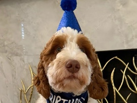 Labradoodle – Fully Trained Nuetered Aussie Doodle Puppy – Sandy Springs