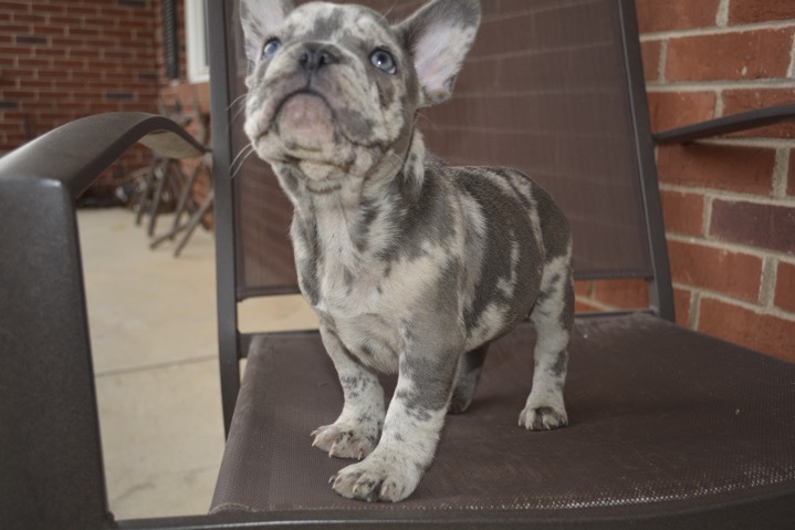 French Bulldog – Big Rusty Looking For Love!
